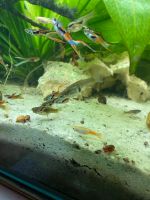 50 Cent- Regenbogenfarbene Endler Guppys Aquarium Leitungswasser Dresden - Neustadt Vorschau