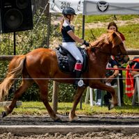 Isländer, Islandpferd Hessen - Steinau an der Straße Vorschau