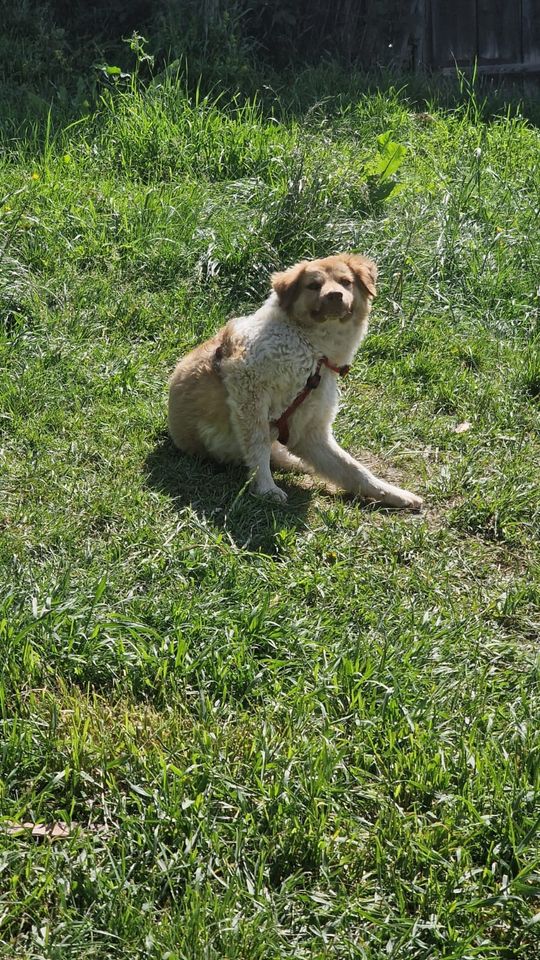 Mudi Hütehund Mix Rüde in Göttingen