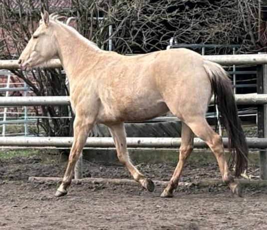 Paint Horse / Quarter Horse / Western / Freizeitpferd in Dessau-Roßlau