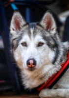 Reinrassiger Sibirian Husky in erfahrene Hände abzugeben Nordrhein-Westfalen - Warburg Vorschau