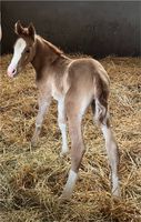 Reitpony - Stute - Dear Mr Date AT - geb 04/24 Nordrhein-Westfalen - Zülpich Vorschau