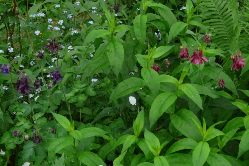 Akelei, Blumenstauden, Stauden, Blühstauden in Eggebek