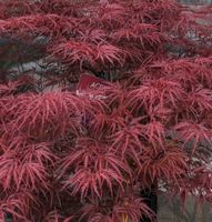 Fächerahorn , roter Acer palmatum unschlagbarer Preis Rheinland-Pfalz - Lingenfeld Vorschau
