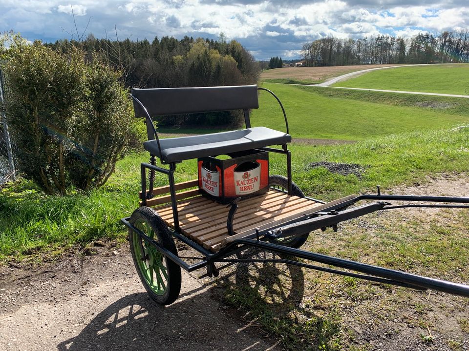 Gig Sulky Kleinpferd Haflinger in Reischach