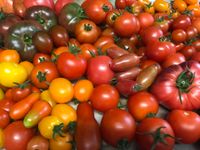 Tomatensaatgut Tomatensamen über 200 + Sorten Ernte 2023_1 Rheinland-Pfalz - Hanhofen Vorschau