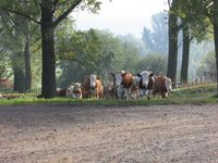 Landwirtschaftl. Azubi (m/w/d) gesucht Hessen - Lauterbach (Hessen) Vorschau