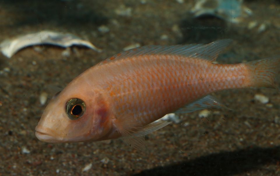Aulonocara sp. Fire Fish - Malawi Buntbarsch - Aquarium in Dresden