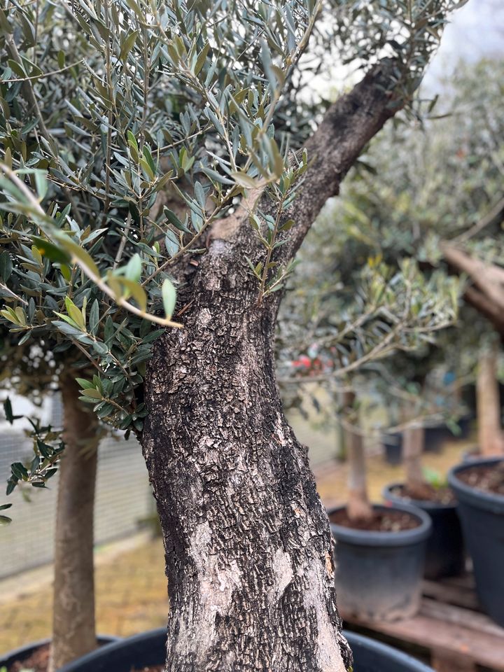 449€* Olivenbaum mit sehr kräftigem Stamm in Aachen