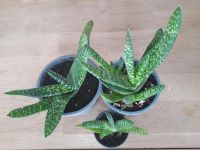 Sukkulenten - Gasteria Bayern - Asbach-Bäumenheim Vorschau