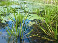 Krebsschere Bachpflanze Wasserpflanze reinigend Wasseraloe Nürnberg (Mittelfr) - Aussenstadt-Sued Vorschau