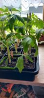 Tomatenpflanzen abzugeben Bayern - Greding Vorschau