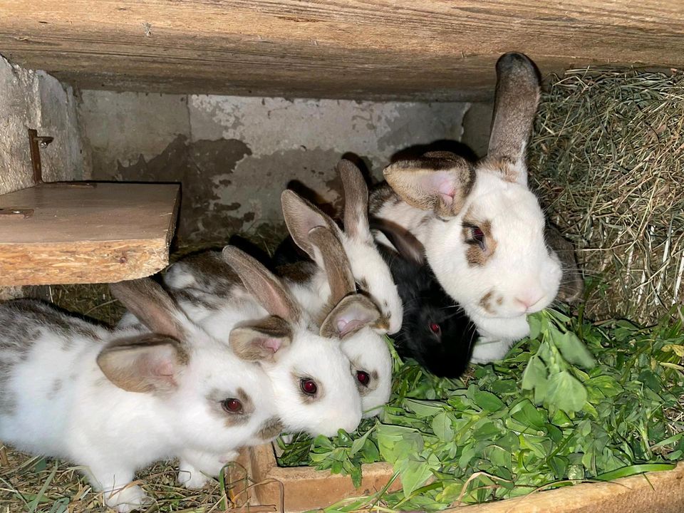 6 junge Kaninchen/ Hasen10 Wochen alt zu verkaufen in Burg (Spreewald)