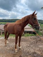 Reitbeteiligung für Sportpferde gesucht Nordrhein-Westfalen - Olsberg Vorschau