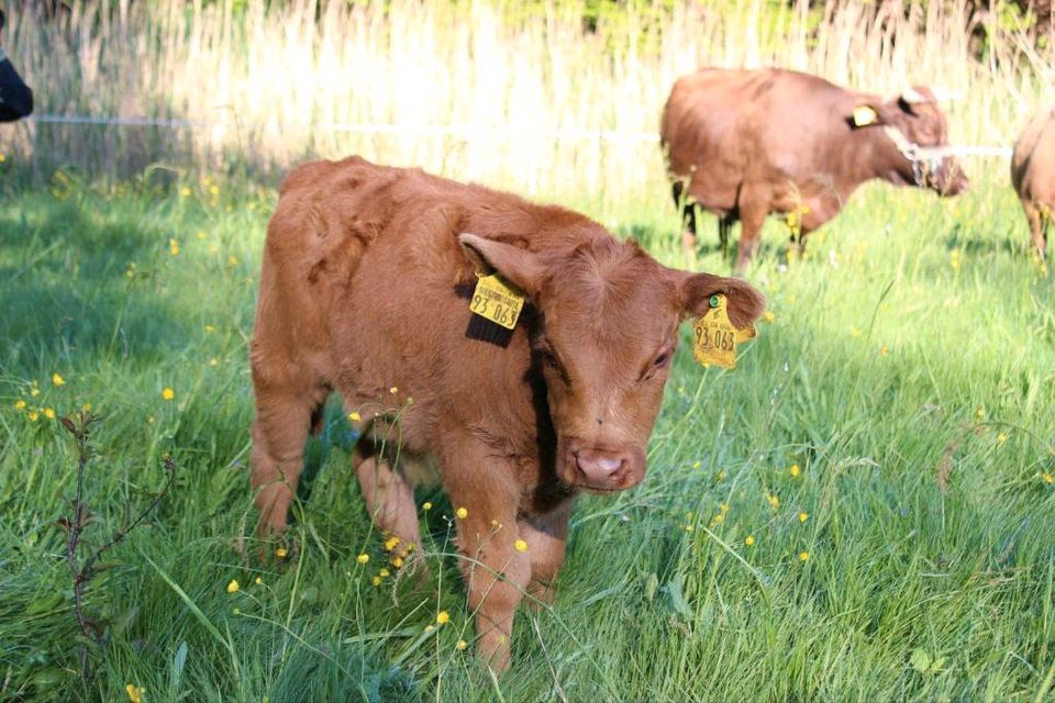 Dexter Rind Pp mit Bullen Kalb Pp bei Fuß in Hessisch Lichtenau