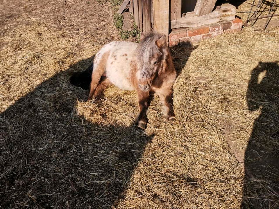 Deutsch Part-bred Hengst, Pony, Shetland in Coswig (Anhalt)