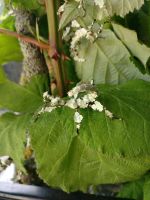 Australische Gespenstschrecken, Extatosoma tiaratum ,Lichen Var, Berlin - Tempelhof Vorschau