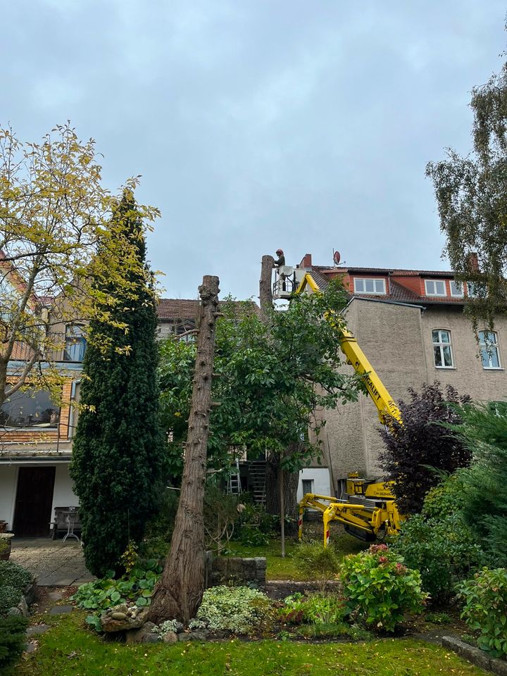 Fachgerechte Baumpflege, Baumfällungen, Baumkontrolle in Greifswald