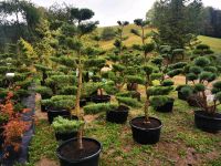 Gartenbonsai Formgehölze Formschnitt Japangarten Wacholder Bayern - Bogen Niederbay Vorschau