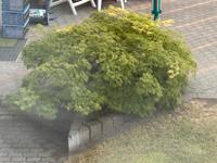 Grüner japanischer Schlitzahorn Nordrhein-Westfalen - Verl Vorschau