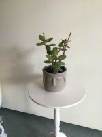 Geldbaum mit und ohne Blumentopf (Keramik, Living Art, neu) Niedersachsen - Rinteln Vorschau