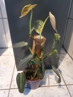 Philodendron melanochrysum Stecklinge Ableger Nordrhein-Westfalen - Rhede Vorschau