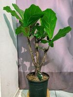 Geigenfeige Ficus lyrata. 25cm Topf, 100cm hoch Berlin - Friedenau Vorschau