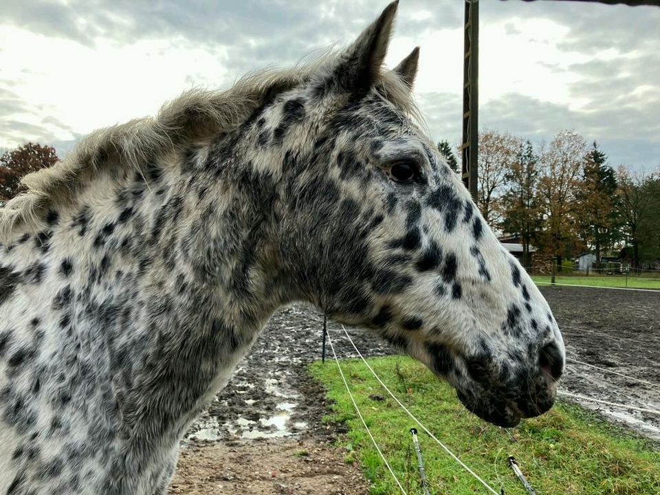 Knabstrupper Stute mit oder ohne Fohlen Tigerschecke  angeritten in Hanstedt