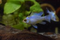 Schmetterlingsbuntbarsch - Mikrogeophagus Ramirezi electric blue Hessen - Langen (Hessen) Vorschau