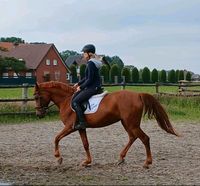 Sehr brave Stute, 8J., 153 cm Niedersachsen - Haren (Ems) Vorschau