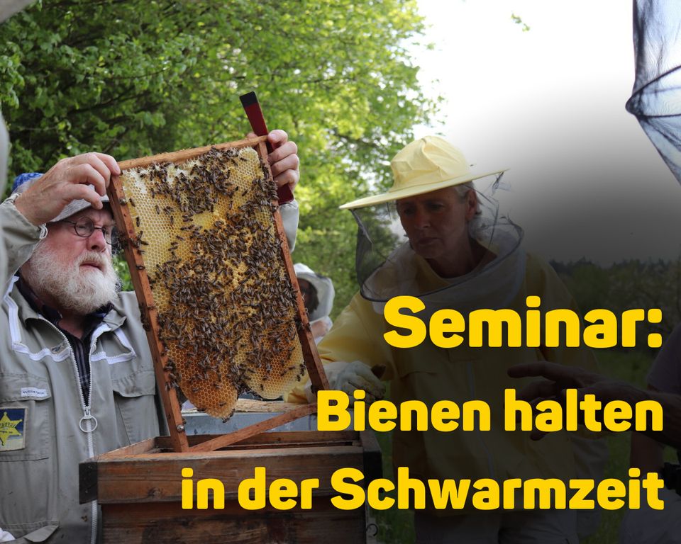 Seminar: Bienen halten in der Schwarmzeit in Rosenfeld