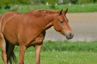 Deutsches Reitpony / Dressurpony / Zuchtstute Schleswig-Holstein - Gettorf Vorschau