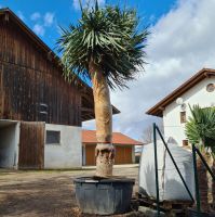 Kanarischer Drachenbaum Dracaena draco 350-400 cm Höhe Bayern - Altfraunhofen Vorschau