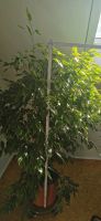 Benjamini 120cm Birkenfeige Ficus Baum Pflanze Hessen - Idstein Vorschau
