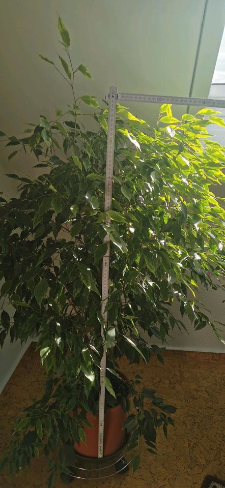 Benjamini 120cm Birkenfeige Ficus Baum Pflanze in Idstein