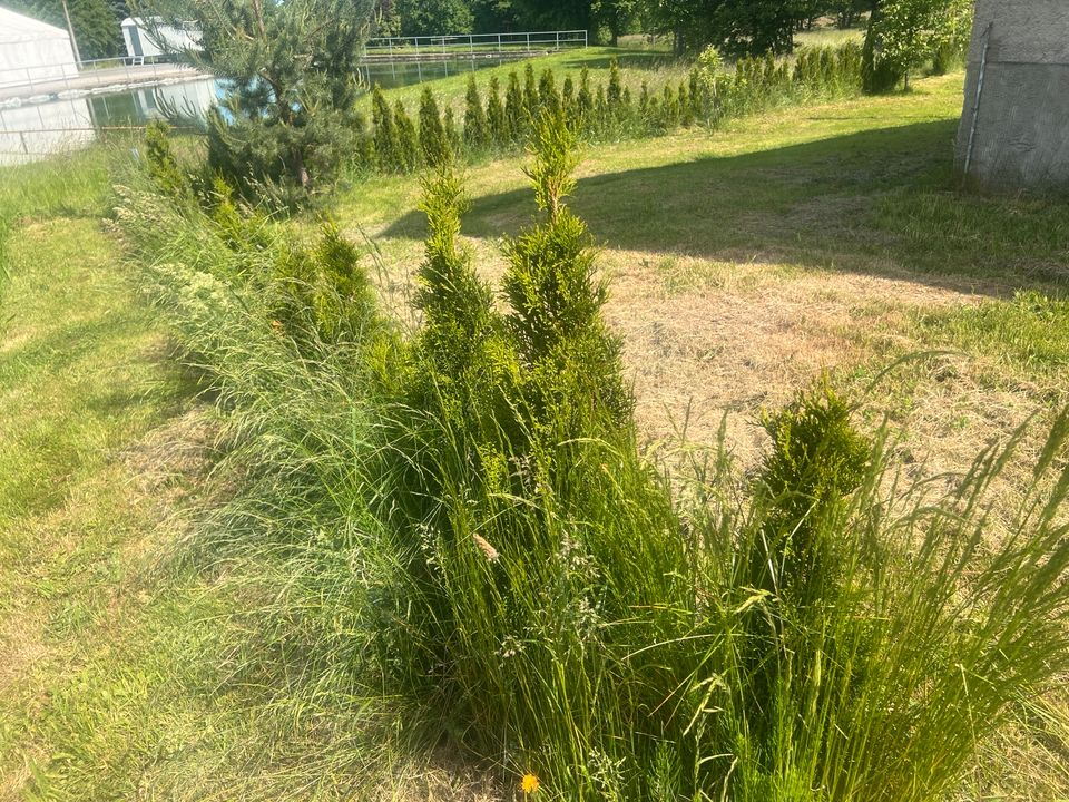 Lebensbäume Thuja Smaragd in Dürrröhrsdorf-Dittersbach