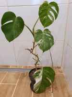 Monstera variegata * ganze Pflanze * Hessen - Wildeck Vorschau