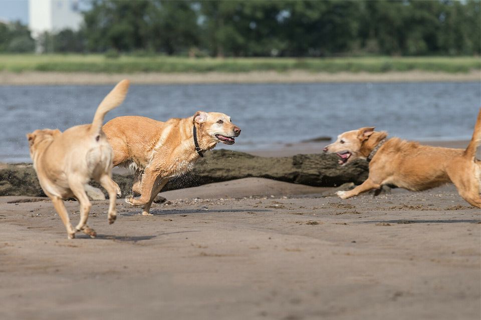 Liebevolle Hundebetreuung, Gassiservice, Dogwalker in Börnsen