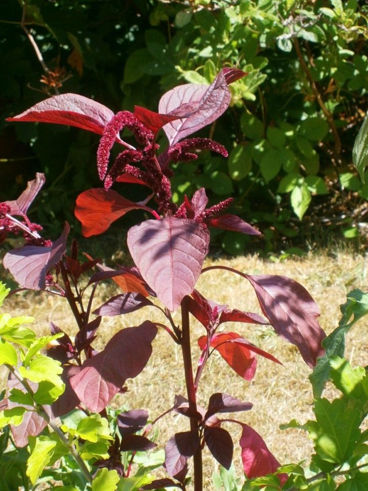 AMARANTH  "Hopi Red Dye" ALLE TEILE LEUCHTEND ROT - SAMEN in Lutherstadt Wittenberg