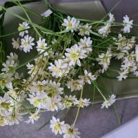 Deko Frühlingsblumen Rheinland-Pfalz - Lustadt Vorschau