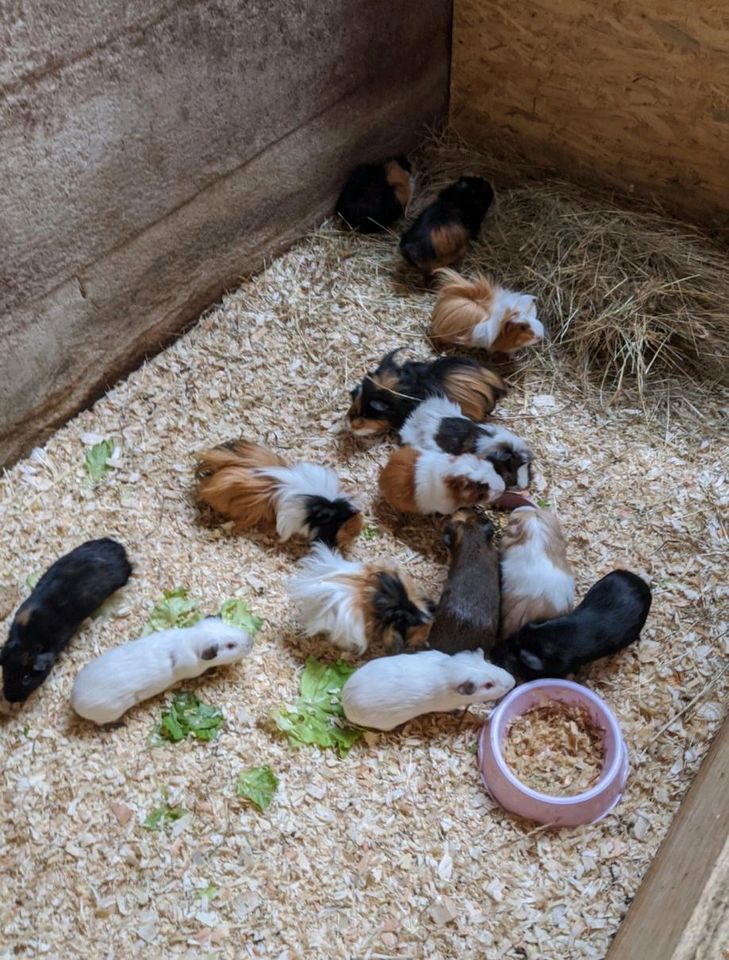 Meerschweinchen abzugeben in Waldbröl