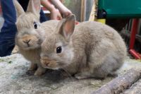 Zwergkaninchen - Farbzwege Geschwisterpaar Thüringen - Jena Vorschau