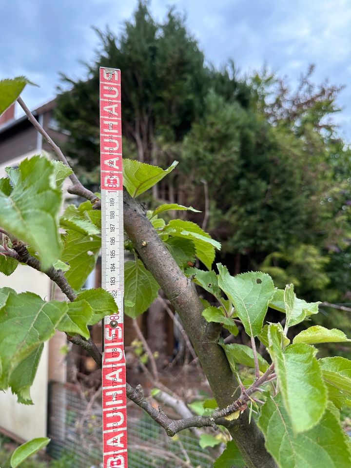 Apfelbaum im Kübel 2m hoch in Braunschweig