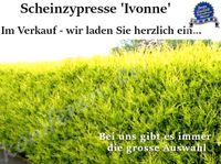 Gelbe Scheinzypresse Heckenpflanzen Beste Qualität! Günstig! Sachsen-Anhalt - Kamern Vorschau