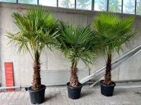 Trachycarpus fortunei Palme winterhart Gesamthöhe 2 Meter Baden-Württemberg - Wimsheim Vorschau