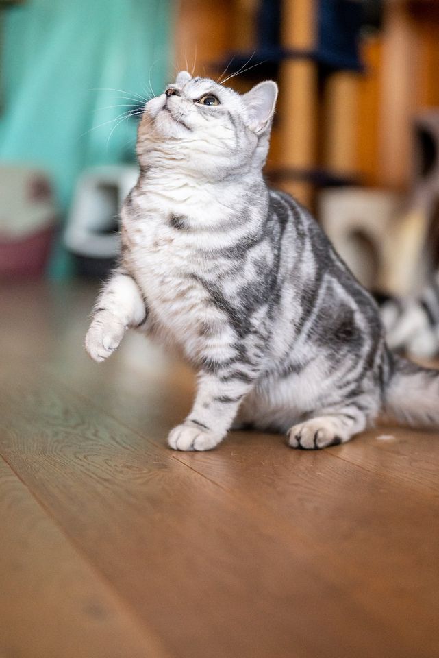 Zwei Bkh Kater zu verkaufen in Kaiserslautern