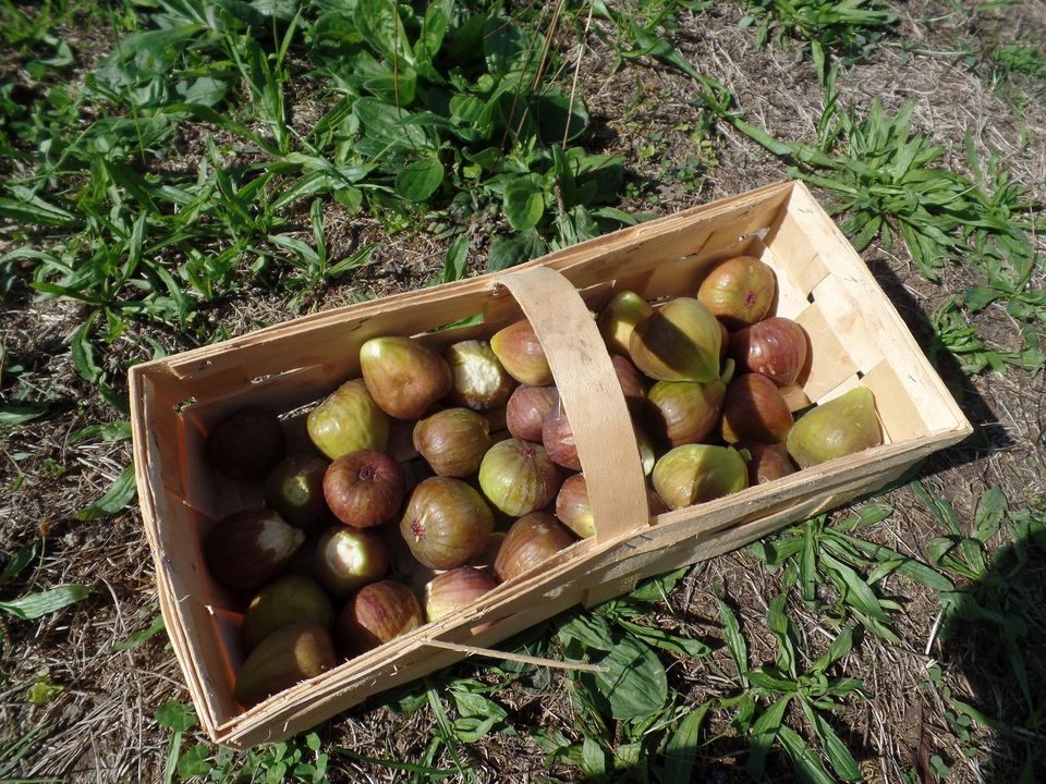 Feigenbäumchen Feige Feigenbaum in Malsch