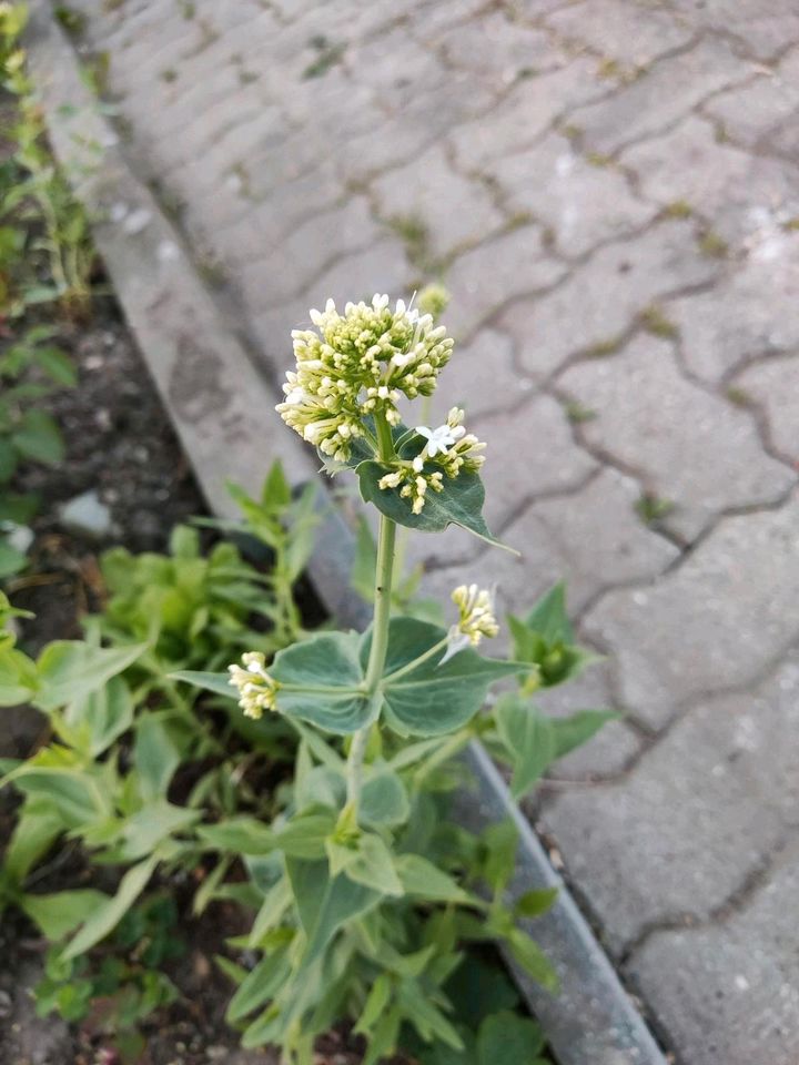 Glockenblume Witwenblume(⁠◕⁠ᴗ⁠◕⁠✿⁠) in Süsel