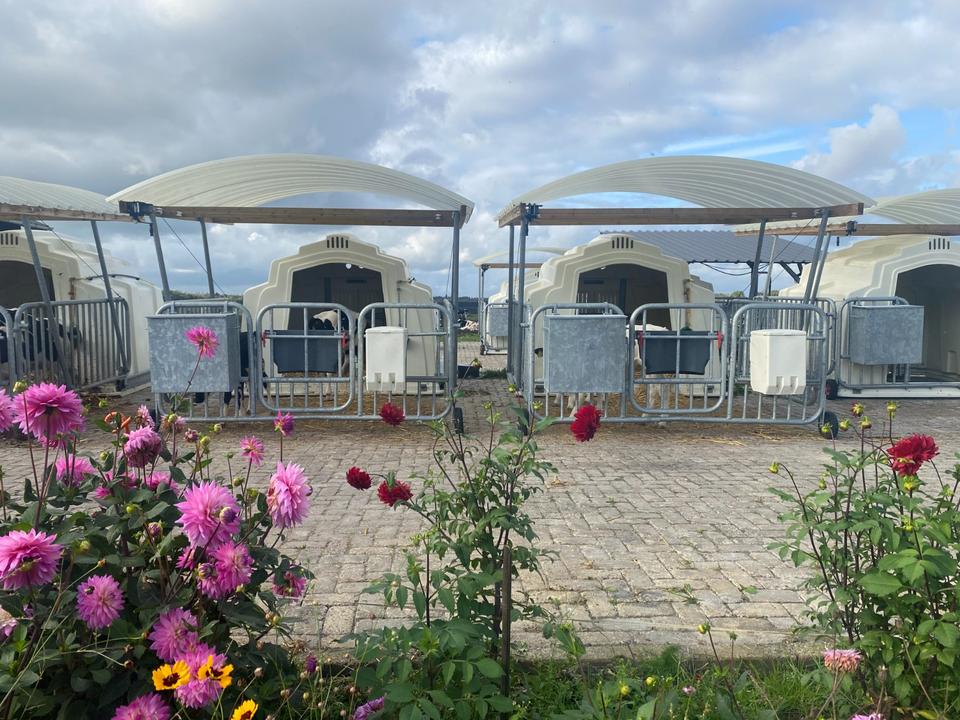 Agri-Plastics Gruppenhütte Kälber / Kälberiglu / Kälberbox in Laar (Vechte)