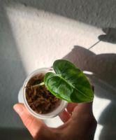 Alocasia micholitziana keine Frydek baby Pflanze Köln - Mülheim Vorschau